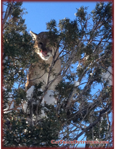 cougar - mountain lion seen on a hunt with Cat Track Outfitters in Colorado