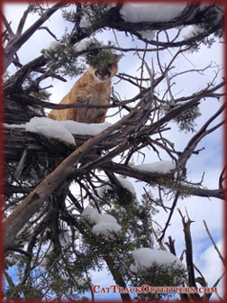 mountain lion hunting in Colorado