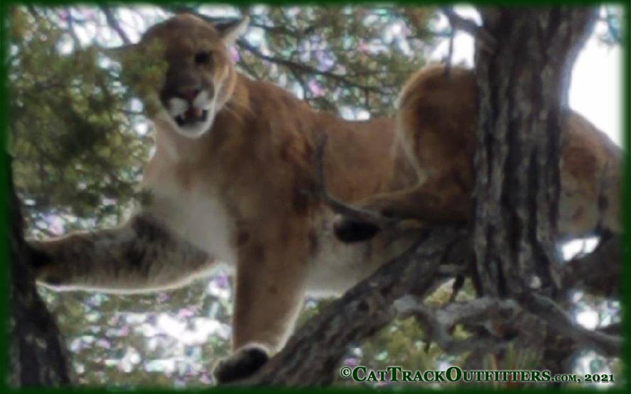 mountain lion hunting with Cat Track Guides and Outfitters in Western Colorado