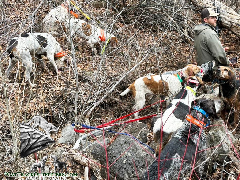 Mountain Lion Hunting in Colorado