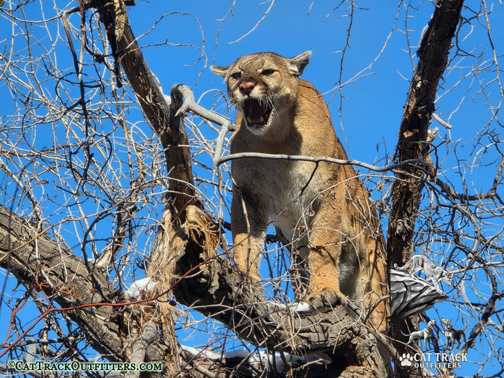 Mountain Lion Hunting in Colorado