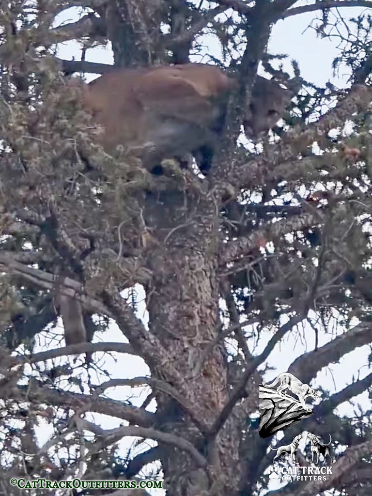 Mountain Lion Hunting in Colorado