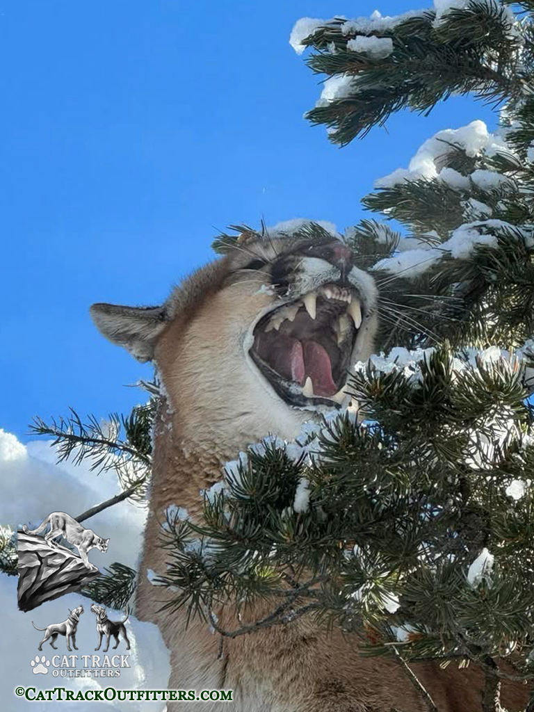 Mountain Lion Hunting in Colorado