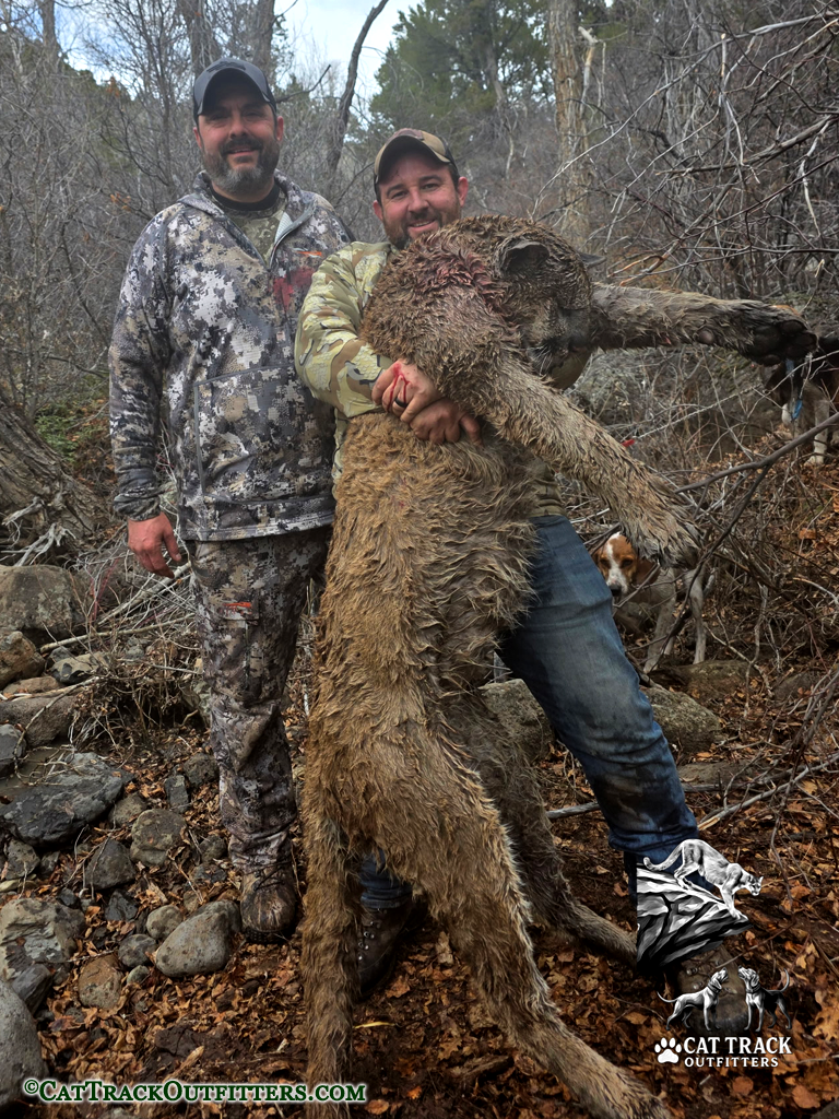 Mountain Lion Hunting in Colorado