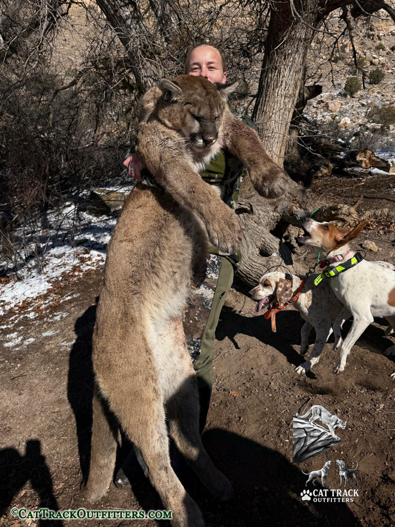 Mountain Lion Hunting in Colorado