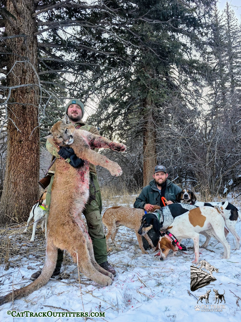 Mountain Lion Hunting in Colorado