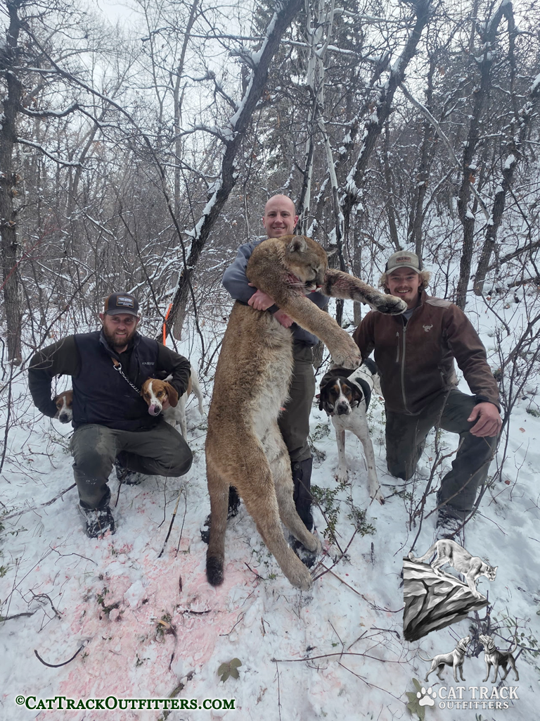 Mountain Lion Hunting in Colorado