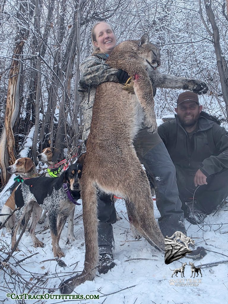 Mountain Lion Hunting in Colorado