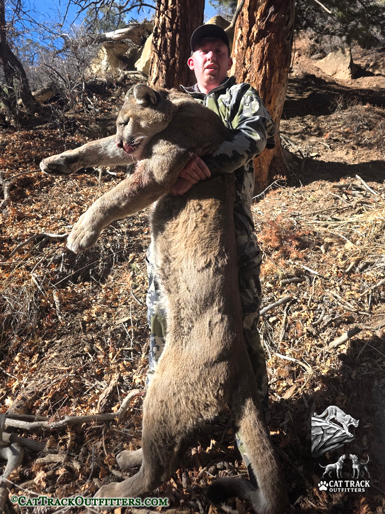 Mountain Lion Hunting in Colorado