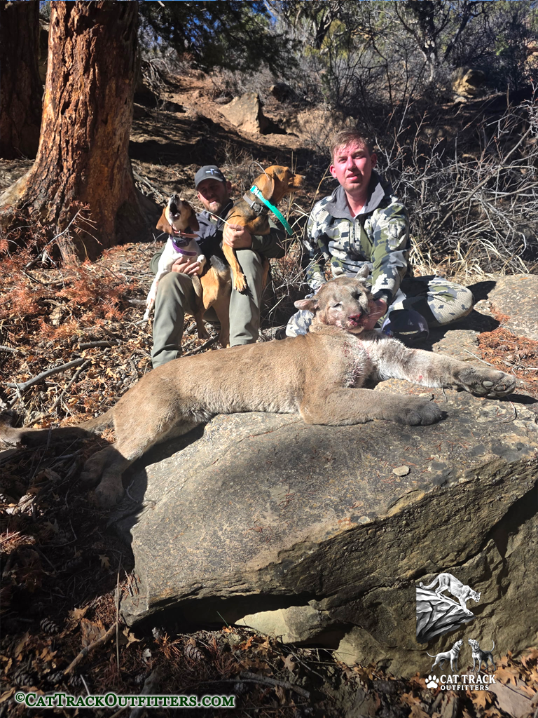 Mountain Lion Hunting in Colorado