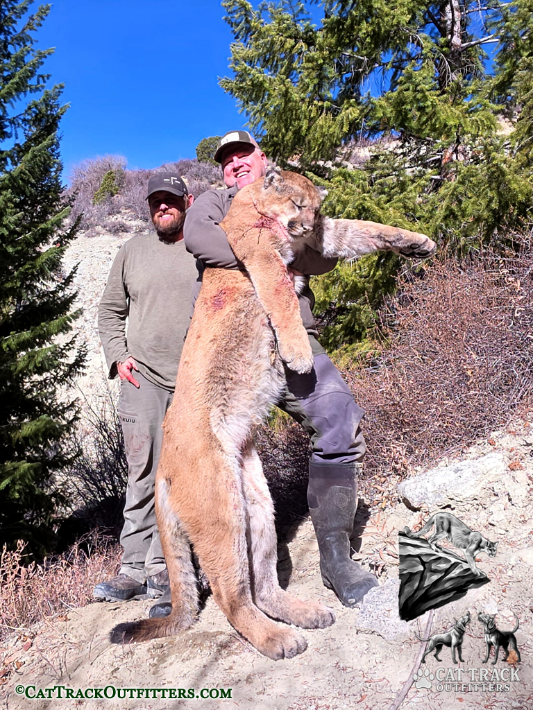 Mountain Lion Hunting in Colorado