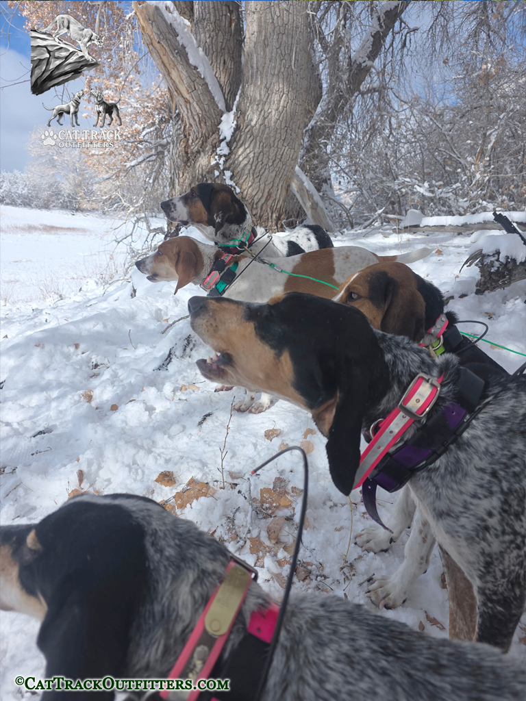 Mountain Lion Hunting in Colorado