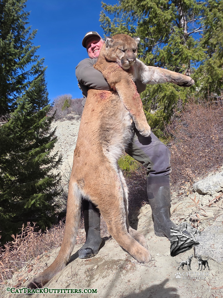 Mountain Lion Hunting in Colorado