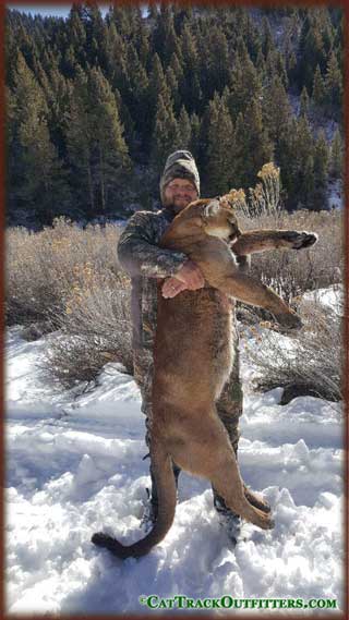 Mountain Lion hunting in Colorado