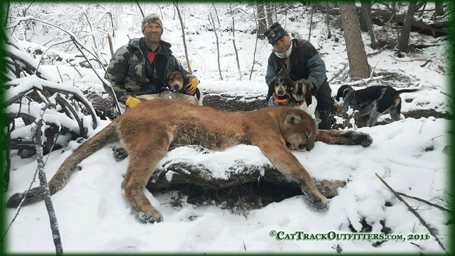 Book your Colorado mountain lion hunt with Cat Track Outfitters!