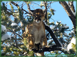 Colorado guided mountain lion hunting in CO
