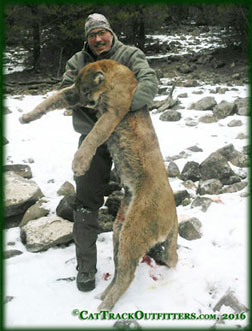 Colorado Mountain Lion Hunts