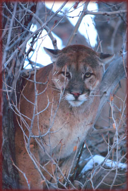 cougar treed on hunt with Cat Track Outfitters in Colorado
