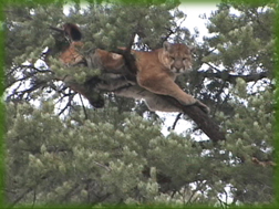 cougar treed - mountain lion hunting in Colorado