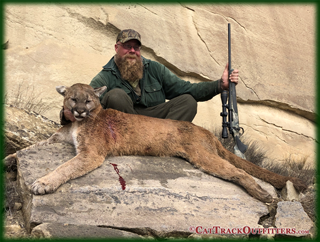 mountain lion hunting in Colorado