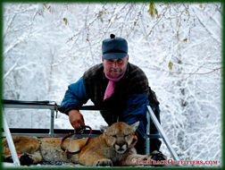 big game hunting guides and outfitters, Cody & Fred Wallace - mountain lion hunting in Western Colorado